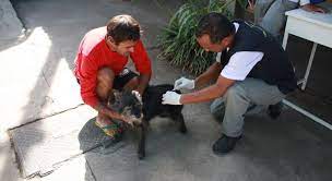 Saiba os locais na região de vacinação contra raiva animal